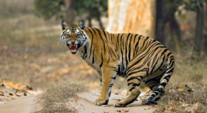 女属牛男属老虎婚姻合不合 属牛女的和属虎男的相配吗