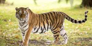 属虎男跟属龙女适合做夫妻好吗相配的婚姻运气怎样 男虎和女龙的属相合不合相克吗?