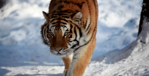 属蛇女和属虎男合不合能相配吗 属蛇女和属老虎男属相的结婚好吗?