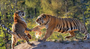 属虎男和属猴女的婚姻怎么样 男属虎和女属猴相配吗?