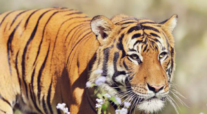 属虎男和属鸡女相配吗 男属虎和女属鸡属相合不合？