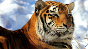 属猪女和属虎男相配吗 属猪的和属虎的情感配对状况？