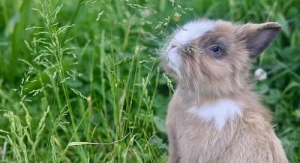 属蛇女和属兔男相配吗 属蛇女和属兔男的婚姻状况？