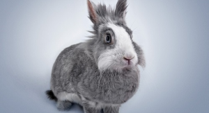 属马女和属兔男相配吗 男属兔和女属马的情感配对状况？