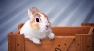 属兔和属鸡的适合做夫妻吗？男属兔和女属鸡情感配对状况结婚好不好？