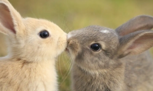 男属兔和女属狗的合不合 属狗女和属兔男情感配对状况？