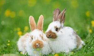 猪跟兔子相配吗 男属兔和女属猪情感配对状况？属相合不合？