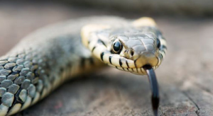 属蛇男的与属虎女的在一起结婚好不好？情感配对状况婚姻怎么样？