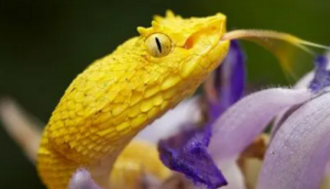 男属蛇和女属兔女相配吗好不好情感配对状况？