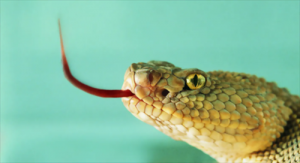 男属蛇与女属蛇相配吗婚配怎么样 属蛇男和属蛇女的婚姻状况？