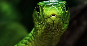 女猪与男蛇相配吗 男属蛇男和女属猪女的婚姻婚配？