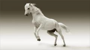 属虎女和属马男的婚姻合吗 虎和马合不合相配吗？