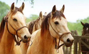 属马男的和属马女的合不合相配吗 男马和女马的婚姻如何？