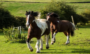 属马男和属羊女的婚姻状况？