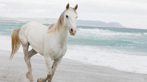 女属猪和男属马的婚配怎么样？女属猪和男属马情感配对状况？