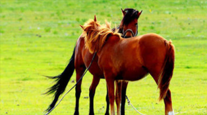 男属马与女属鸡相配结婚好吗 属马男和属鸡女婚姻相配吗？