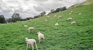 男属羊男和女属蛇女合不合 属蛇女与属羊男的合不合相配吗？