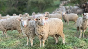 属马女和属羊男的人姻缘状况怎么样 马和羊属婚姻相合相配吗？