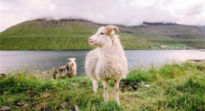 女属猴和男属羊的婚配怎么样 属猴女和属羊男情感配对状况？