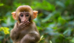 属牛女的和属猴男的相冲吗 男猴女牛属牛男和属猴女相配吗？