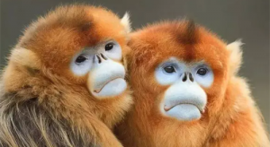 属猴男的和属兔女的结婚合适好不好 属兔的和属猴的婚姻相配吗？