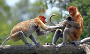 属猴男和属龙女的婚姻怎么样 男猴女龙合作好不好相配吗？