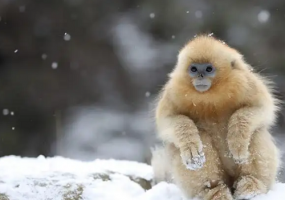 属猴男和属羊女相配吗 属羊女和属猴男的婚姻状况？