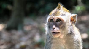 男属猴和女属马属相配吗？