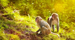 男属猴和女属猴属相配吗合婚吗？