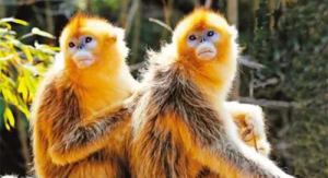 男属猴和女属狗属相配吗合婚吗？