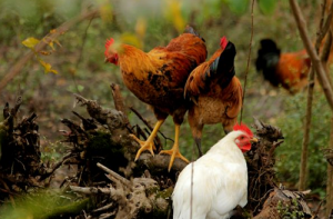 属鸡男和属猴女合适结婚吗？