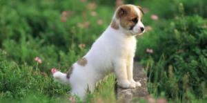 属牛女与属狗男的人合不合结婚好不好情感配对状况？