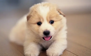 属虎女的和属狗男的婚姻属相相配吗？