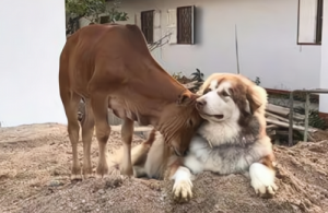 男属狗跟女属蛇属相合不合相冲吗是否相配与婚姻状况怎么样？