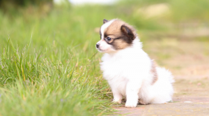 属马女和属狗男相配吗 属马女与属狗男的情感配对状况？婚姻状况怎么样？