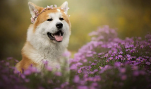 属狗男的和属羊女的婚姻跟状况怎么样合不合 属羊女和属狗男的婚姻是否相配吗相冲吗？