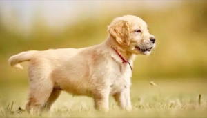 女属猴和男属狗的相配吗？属狗男和属猴女情感配对状况？