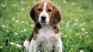 男属狗的和女属鸡的结婚的后果好吗相配吗 属狗男跟属鸡女情感婚姻状况合不合？