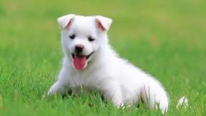 女属狗和男属狗婚姻状况如何相配吗 男女都属狗结婚好吗？