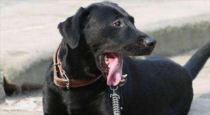 男属狗和女属猪的婚姻状况如何 属狗的和属猪的结婚相配吗？