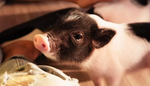 属鼠女的和属猪男的相配吗 属猪男和属鼠女情感合不合？