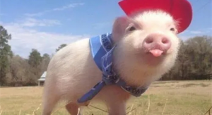 属羊女和属猪男相配相合吗 属羊女跟属猪男的情感配对状况？婚姻状况？