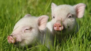 属猪男和属鸡女合不合相配吗 属鸡女和属猪男的婚姻配吗？