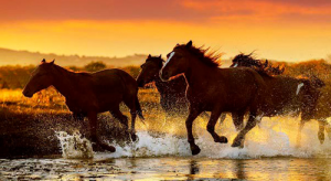 属马女和属狗男相配吗 属马女与属狗男的婚姻状况怎么样