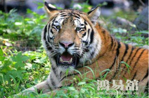 b型血女人的性格特点 B型血女生性格解析