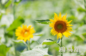 b型血女人的性格特点 B型血女生性格解析