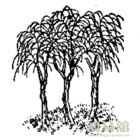 b型血女人的性格特点 B型血女生性格解析