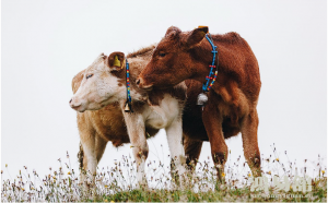b型血女人的性格特点 B型血女生性格解析