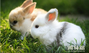 b型血女人的性格特点 B型血女生性格解析