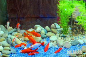 b型血女人的性格特点 B型血女生性格解析